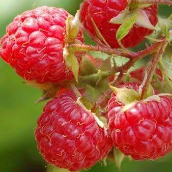 Maliníky - Maliník 'Willamette' květináč 2 litry, JEDNOUPLODÍCÍ