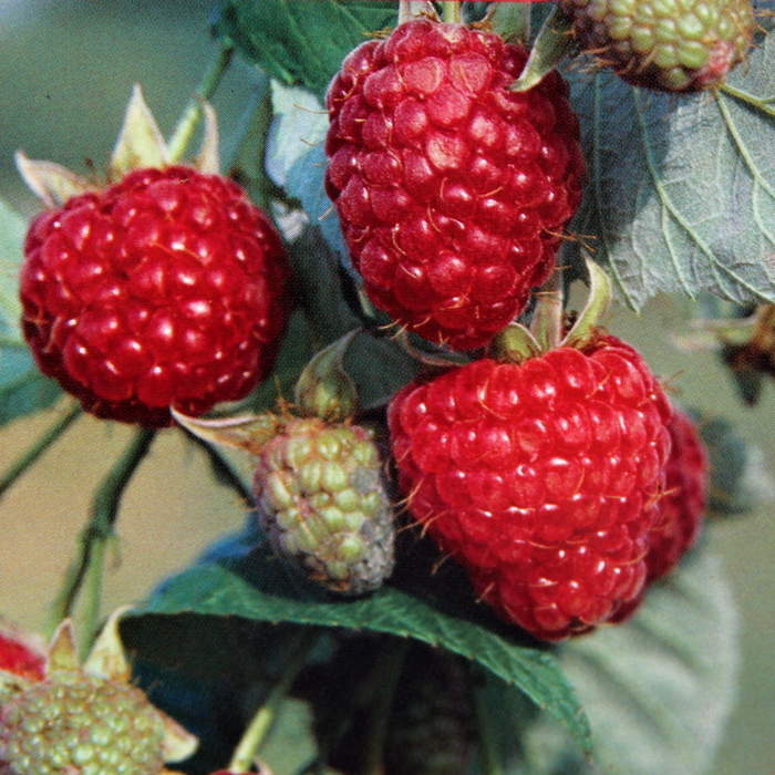 Rostliny - Maliník 'Zefa Herbsterne' květináč 2 litry, REMONTANTNÍ