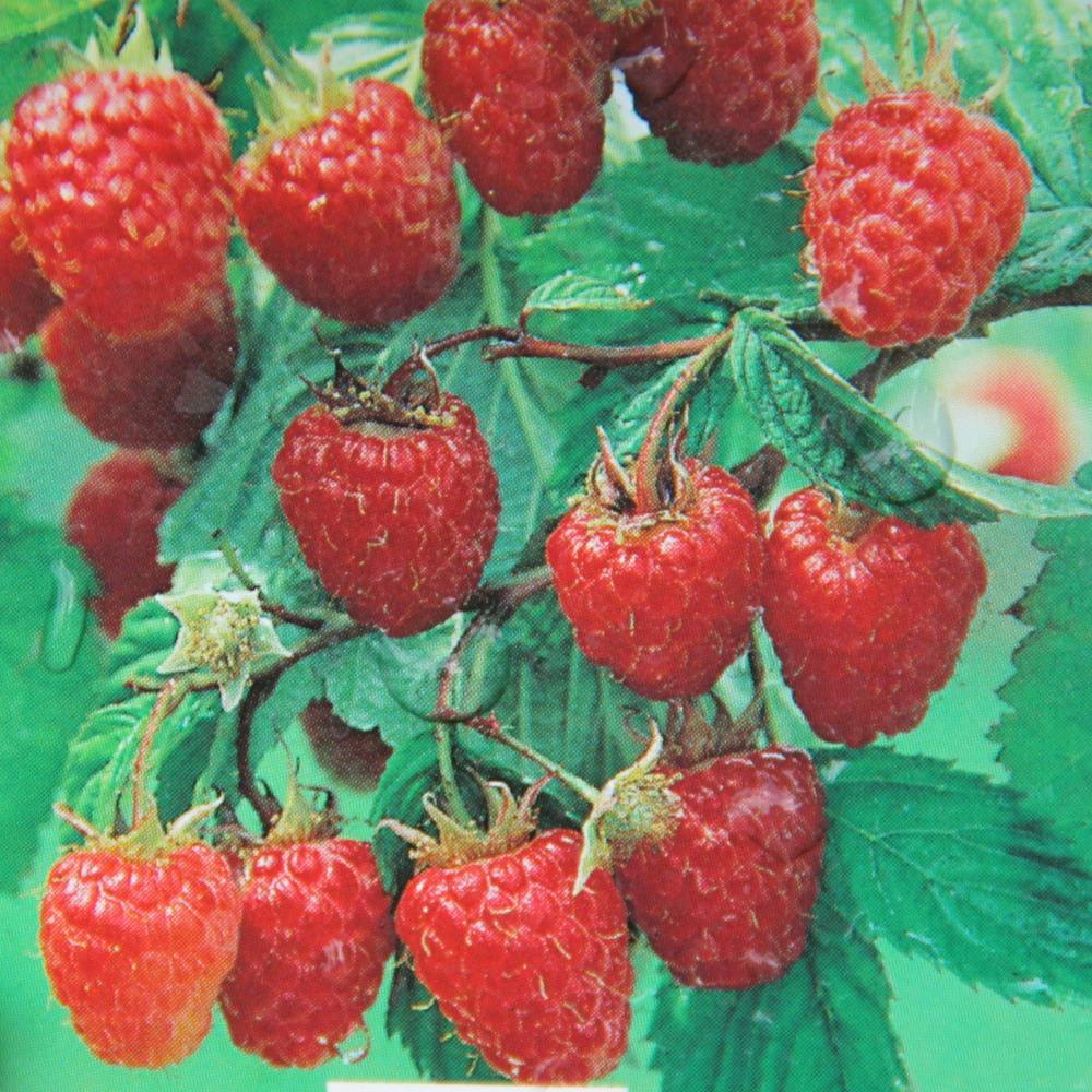 Maliníky - Maliník 'Zeva III' květináč 3 litry, REMONTANTNÍ