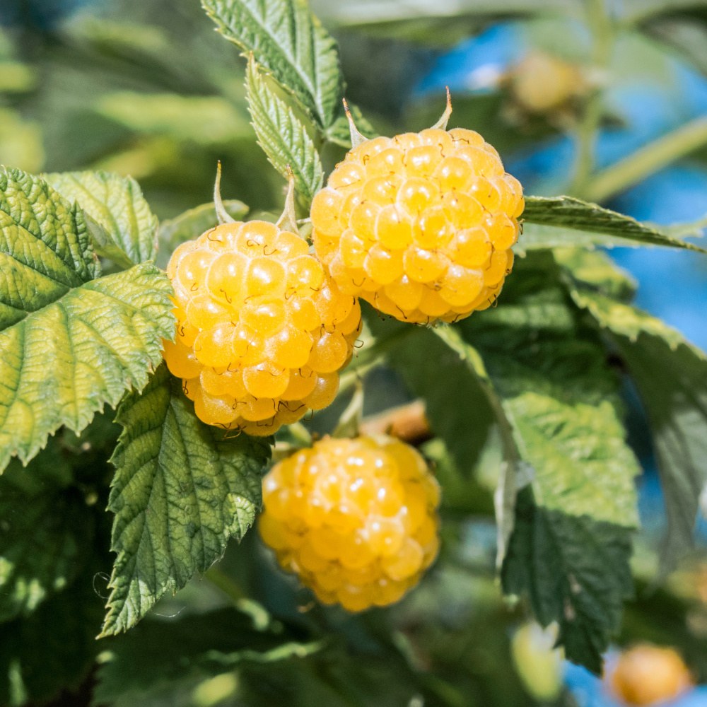 Maliníky - Maliník Zlatá Královna květináč 2 litry, JEDNOUPLODÍCÍ