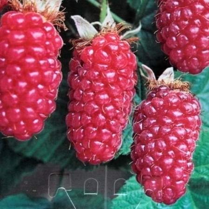 Maliníky - Malinoostružina 'Tayberry' květináč 5 litrů