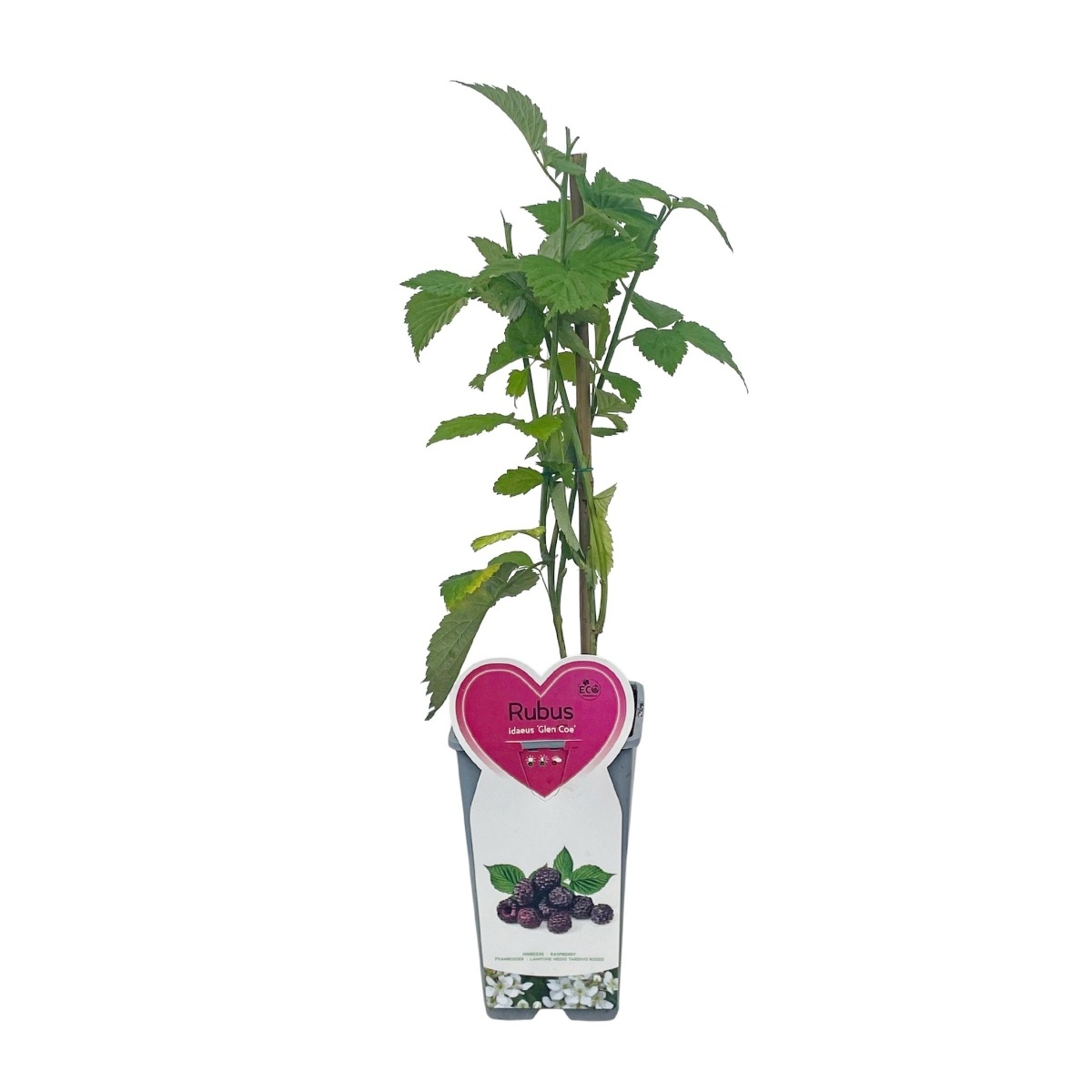 Maliníky - Malinoostružiník Glen Coe květináč 2 litry