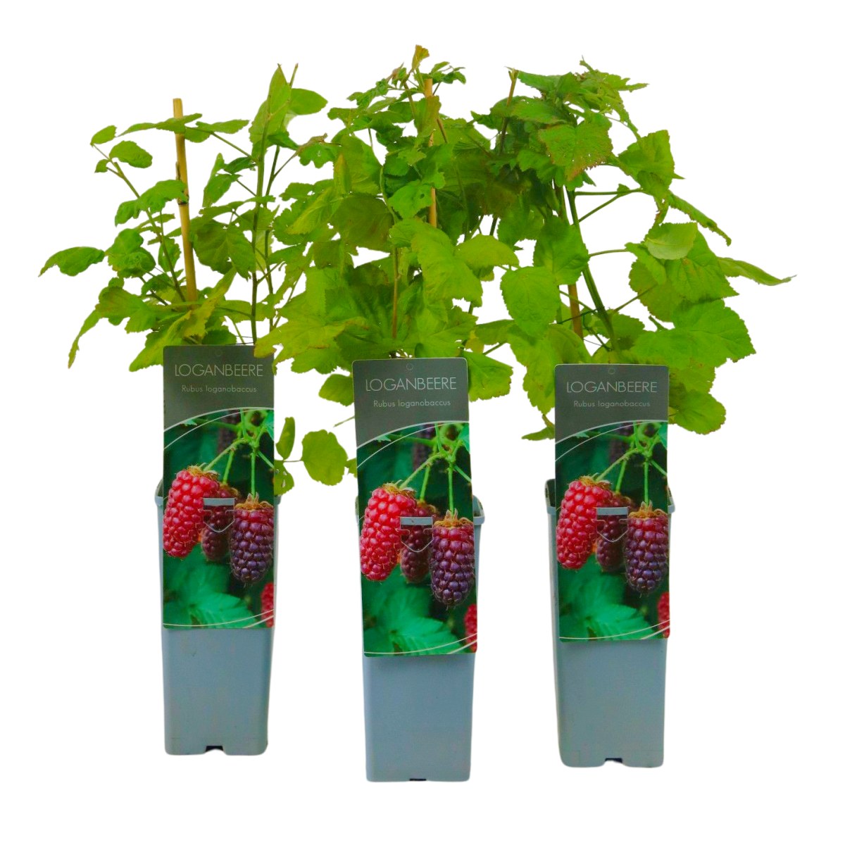 Maliníky - Malinoostružiník Loganberry výška 40/60cm, květináč 2 litry