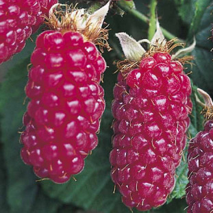 Maliníky - Malinoostružiník 'Tayberry' květináč 3 litry, JEDNOUPLODÍCÍ