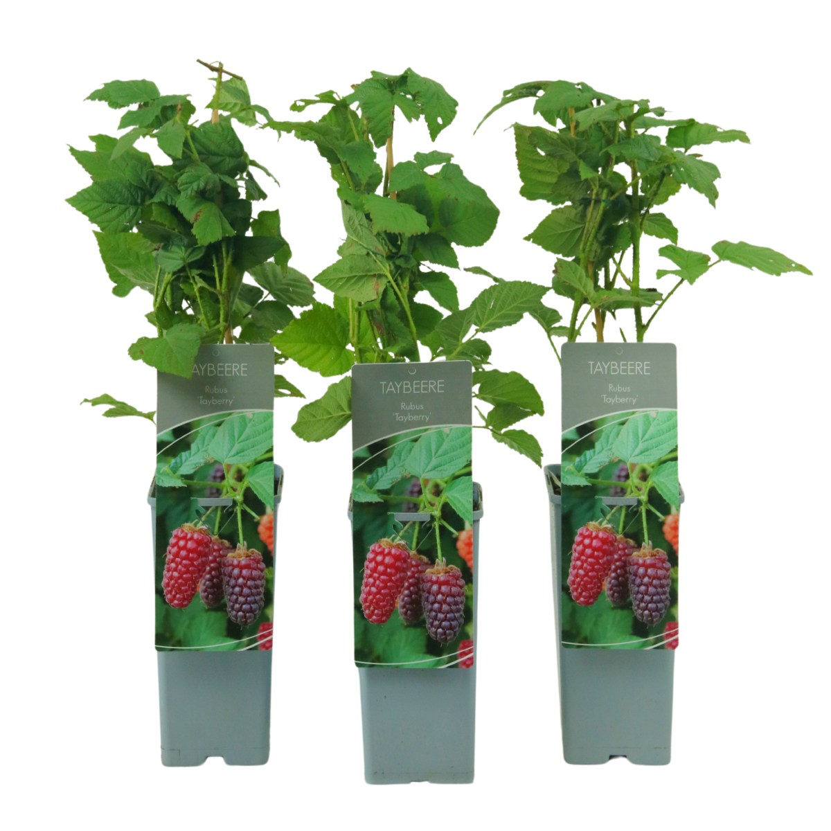 Maliníky - Malinoostružiník Tayberry Medana výška 30/40cm, květináč 2 litry