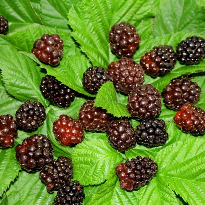 Rostliny - Malinoostružiník 'Thornless Boysenberry' 3,4 litru