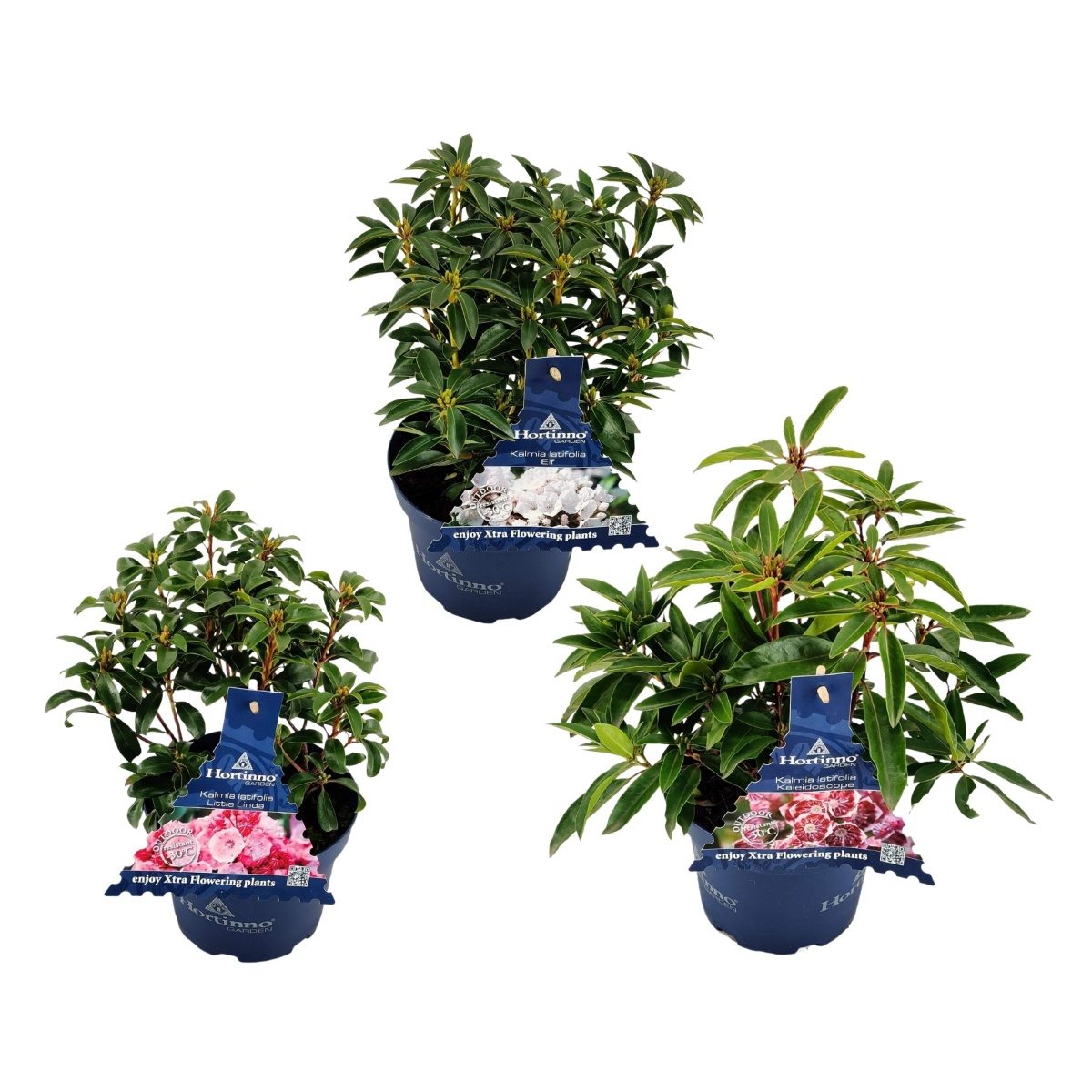 Vřesovištní rostliny - Mamota širokolistá mix, květináč 3 litry