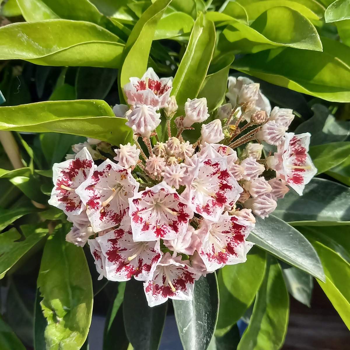 Mamota širokolistá mix, květináč 3 litry-0