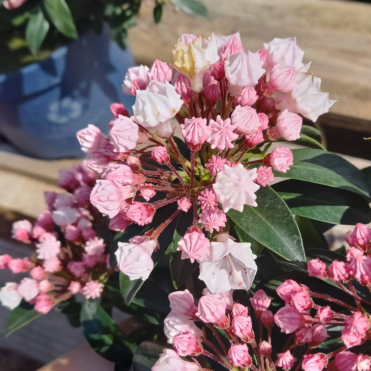 Mamota širokolistá mix, květináč 3 litry-1