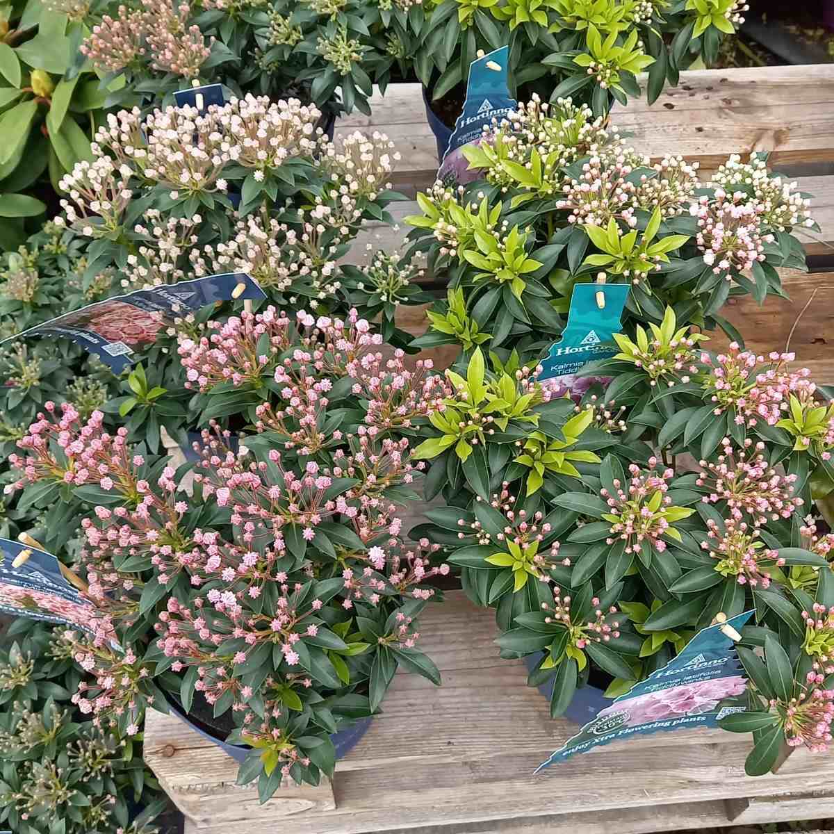 Mamota širokolistá mix, květináč 3 litry-2