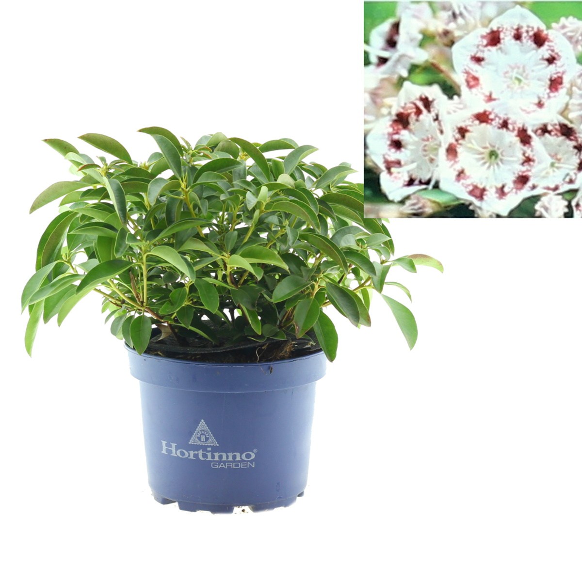 Vřesovištní rostliny - Mamota širokolistá Nani výška 25/30cm, květináč 4 litry