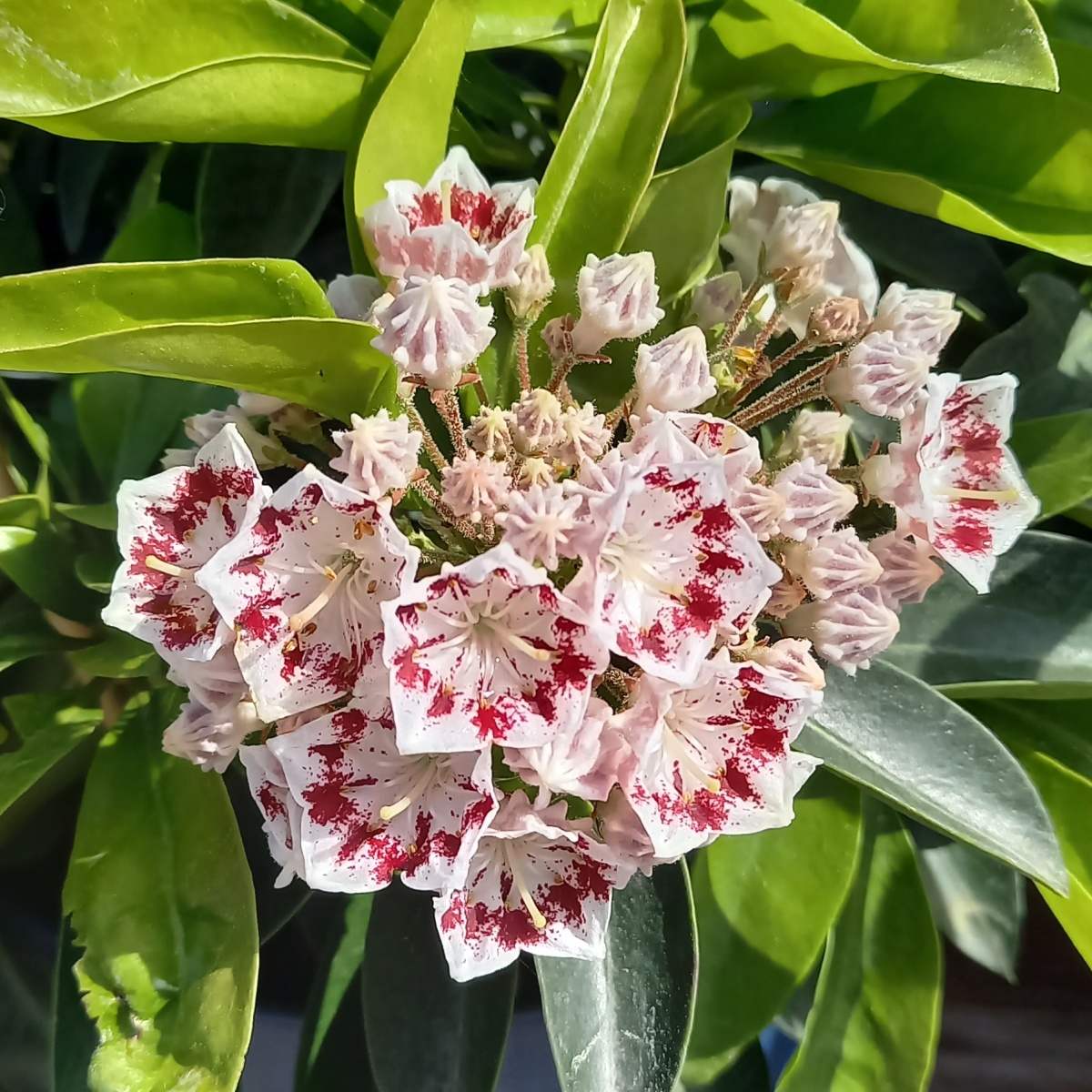 Mamota širokolistá Nani výška 25/30cm, květináč 4 litry-0