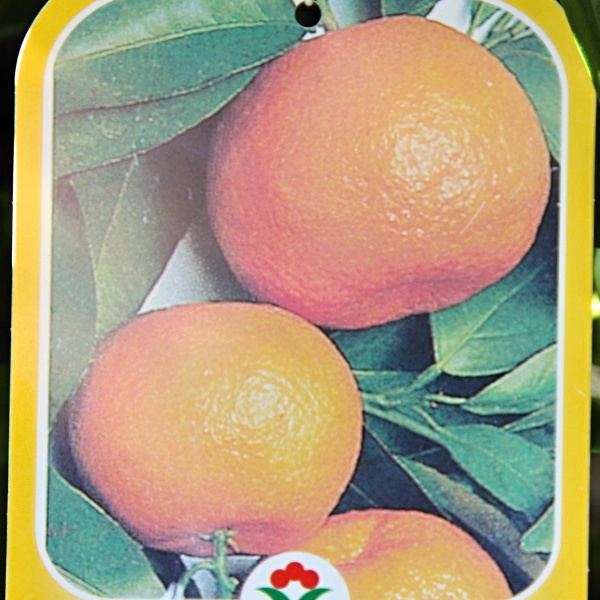 Mandarinka kmínek 1/2, 14 litrů-0