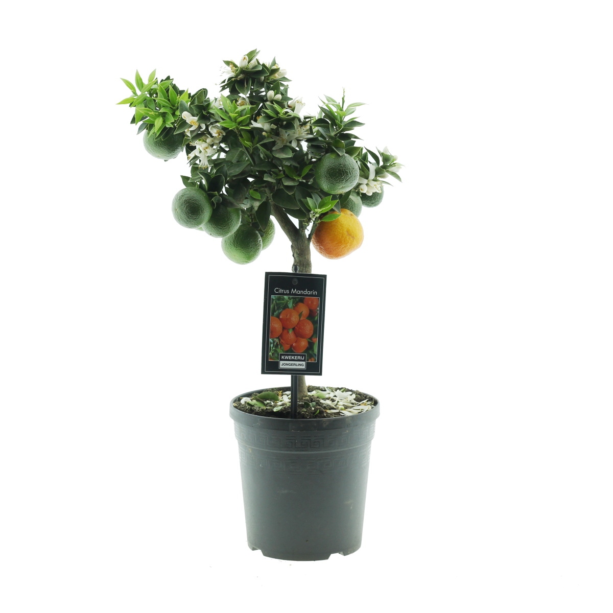 Nádobové květiny - Mandarinka květináč 15cm