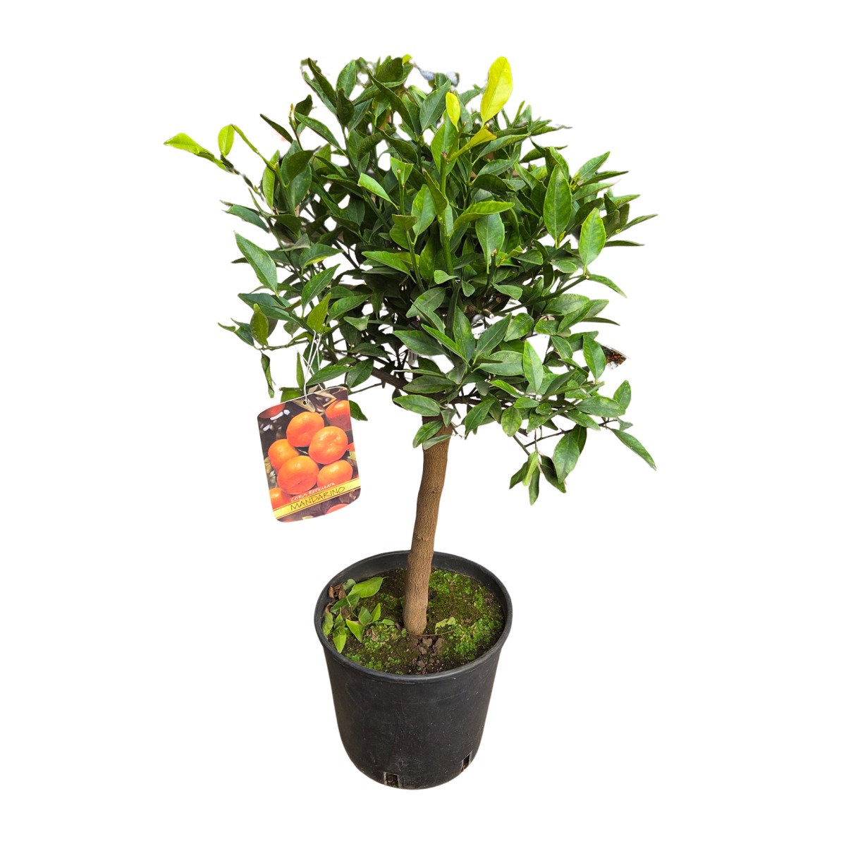 Nádobové květiny - Mandarinka mini kmínek, 5 litrů