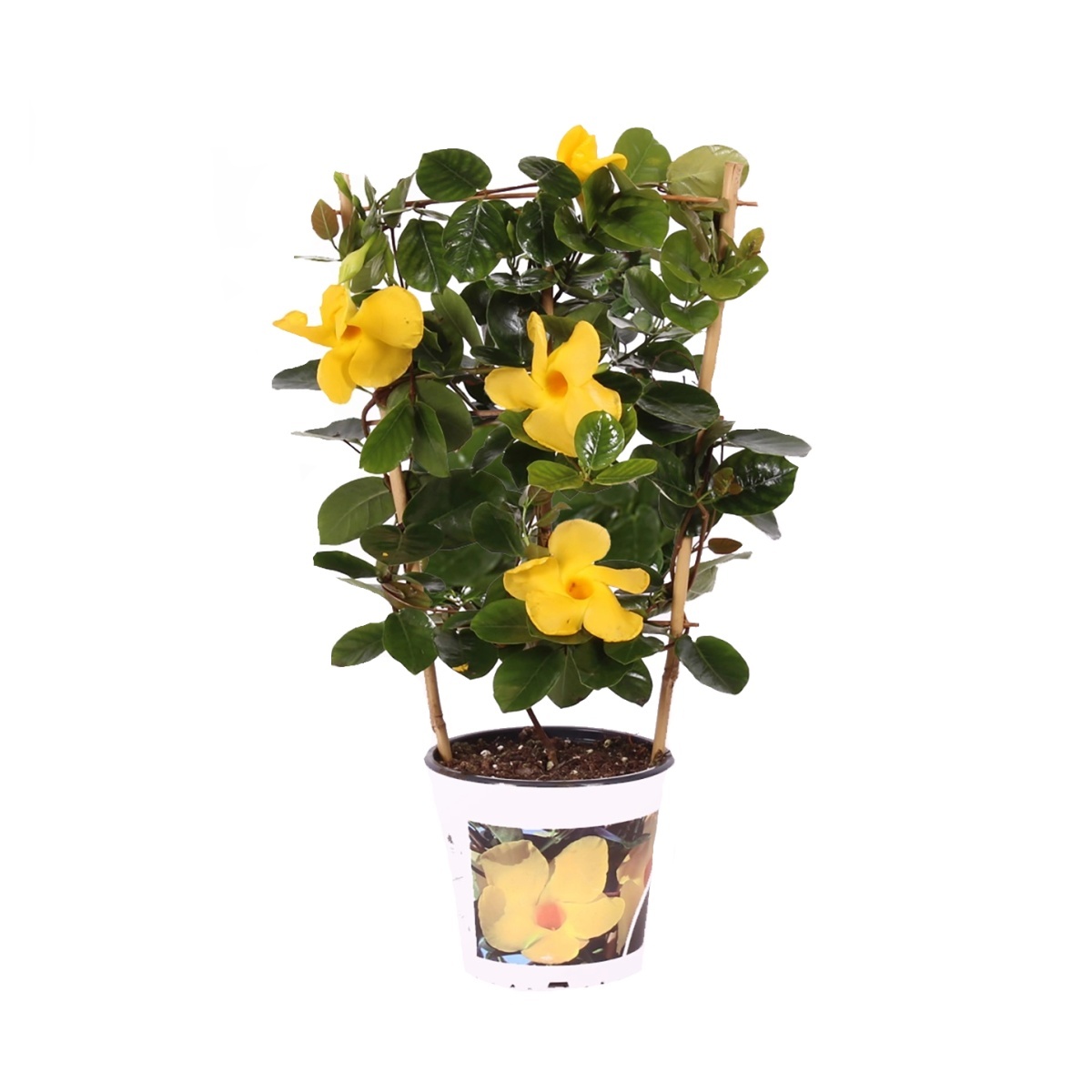 Nádobové květiny - Mandevila Citrine květináč 14cm