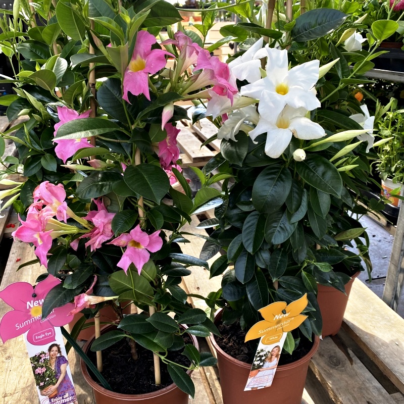 Nádobové květiny - Mandevila květináč 19cm mix