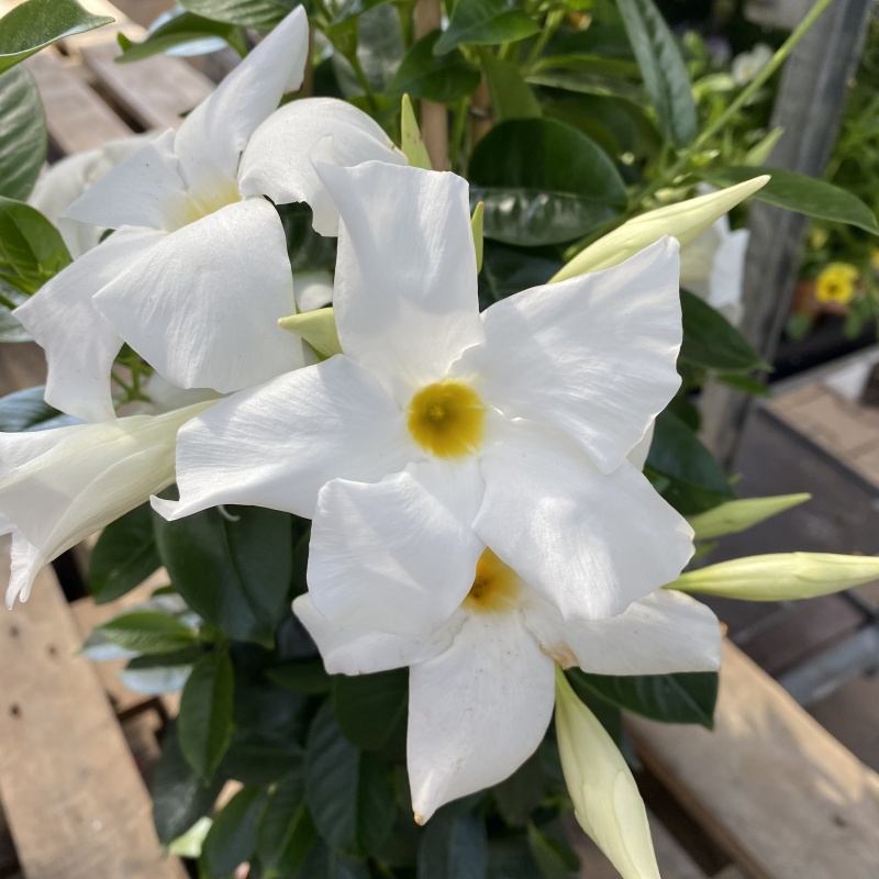 Mandevila květináč 19cm mix-0