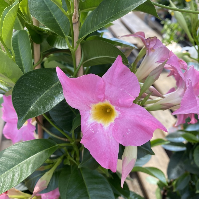 Mandevila květináč 19cm mix-1