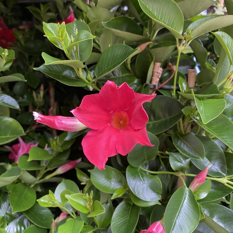 Mandevila květináč 19cm mix-2