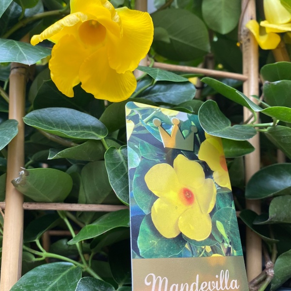 Mandevila květináč 19cm mix-3