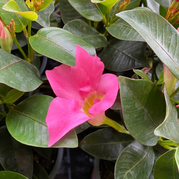 Mandevila mix 1 ks 10,5cm-0