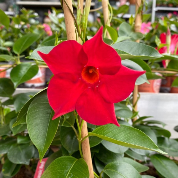 Balkonové květiny - Mandevila mix 14cm