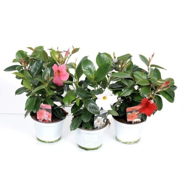 Rostliny - Mandevila MIX květináč 12cm