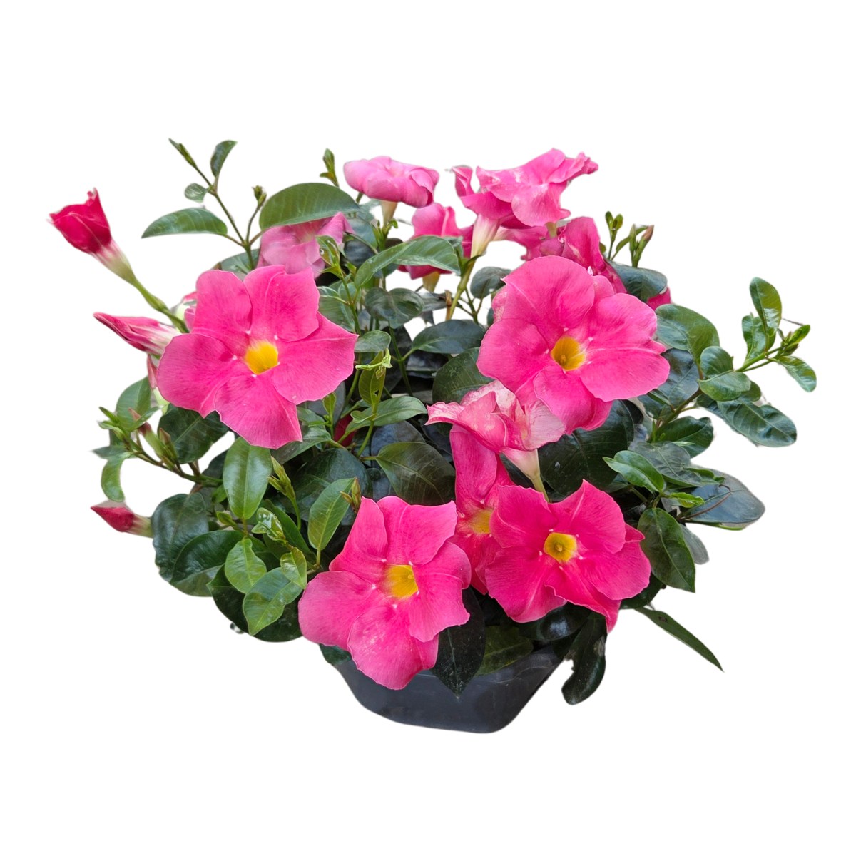 Nádobové květiny - Mandevila mix, miska 23cm