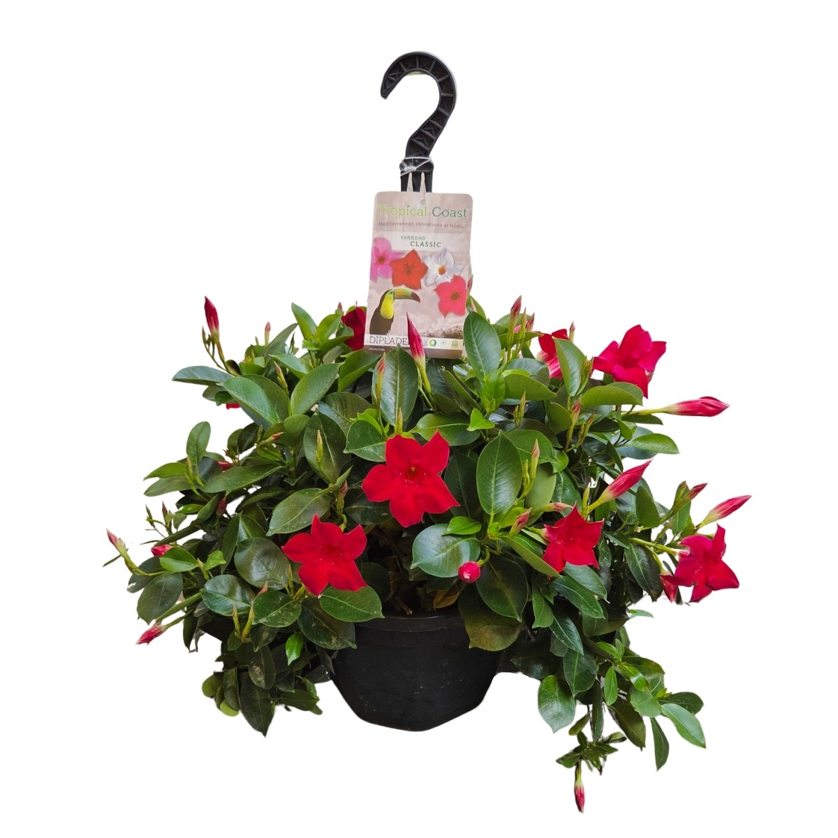 Ovíjivé a pnoucí květiny - Mandevila mix, závěs 26cm