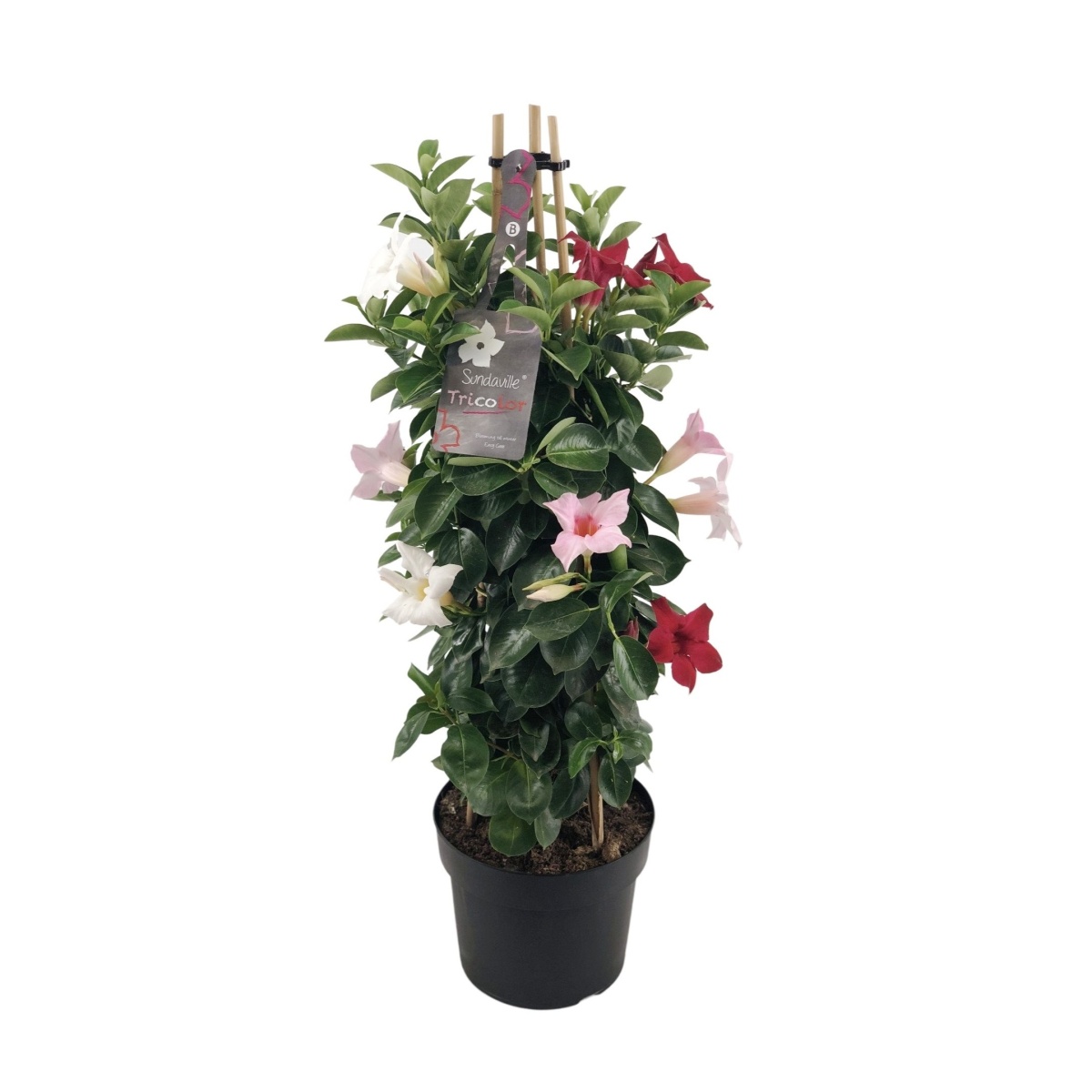 Nádobové květiny - Mandevila pyramida mix květináč 20cm