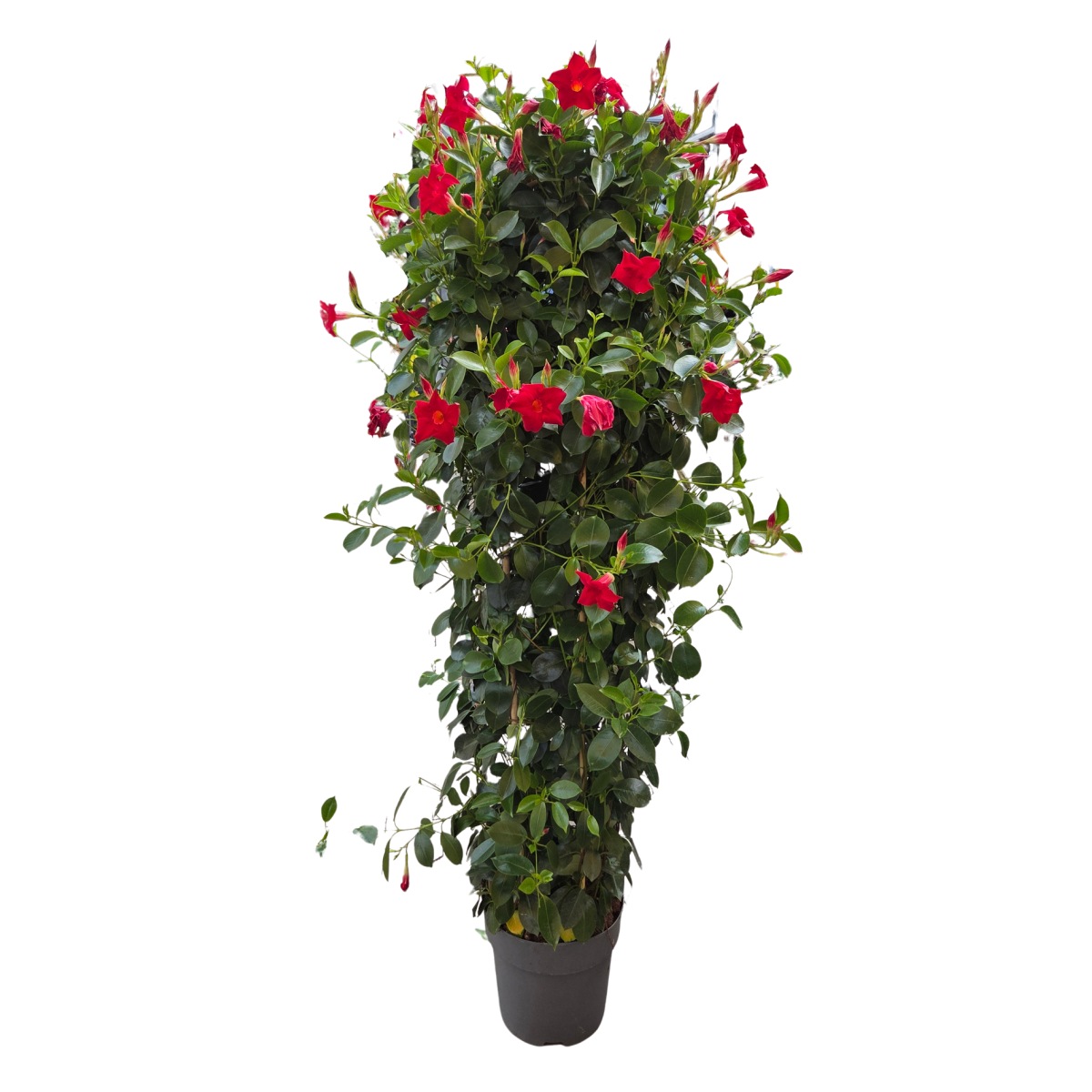 Ovíjivé a pnoucí květiny - Mandevila špalír, květináč 30cm