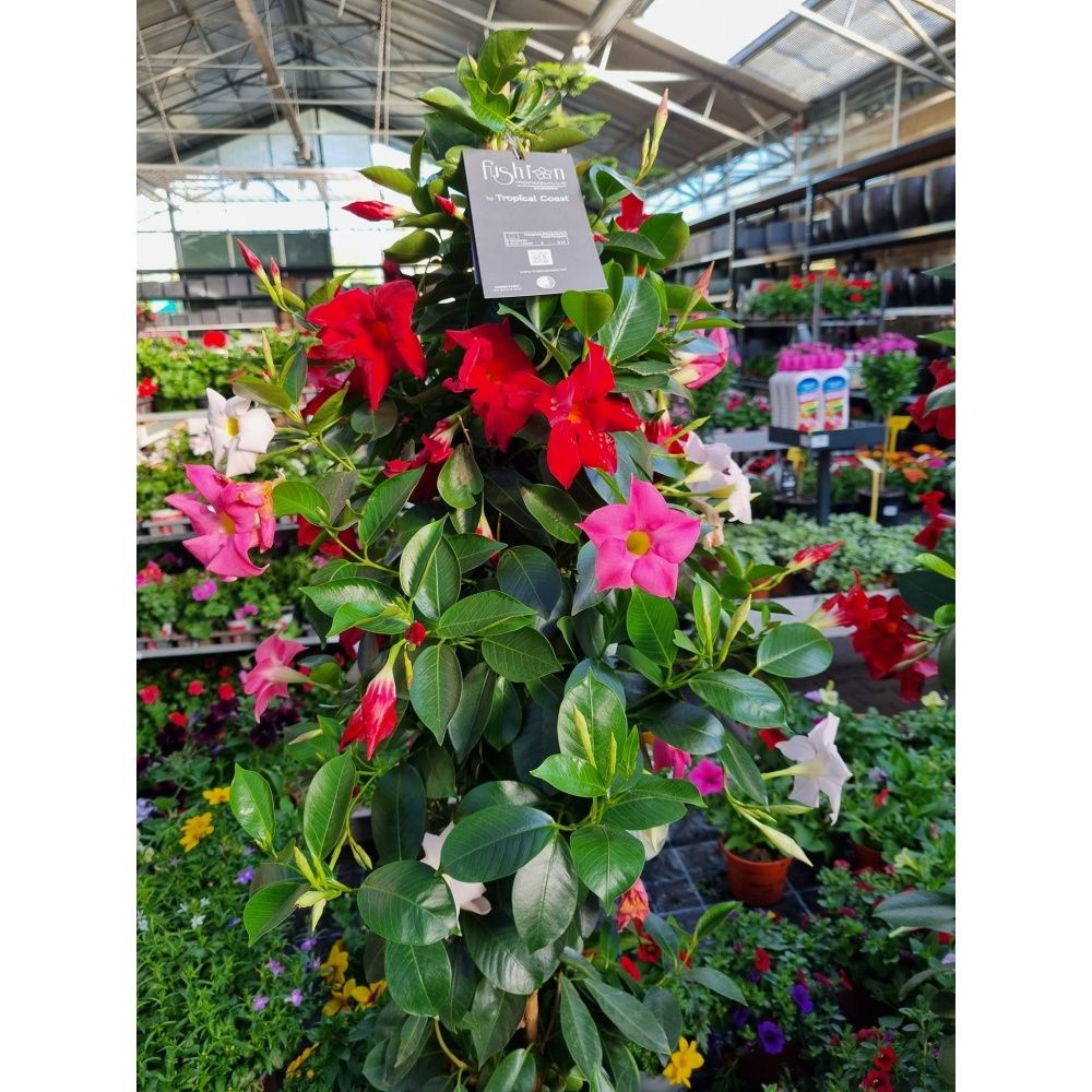 Mandevila Tricolor výška 90cm, barevná pyramida, květináč 21cm-0