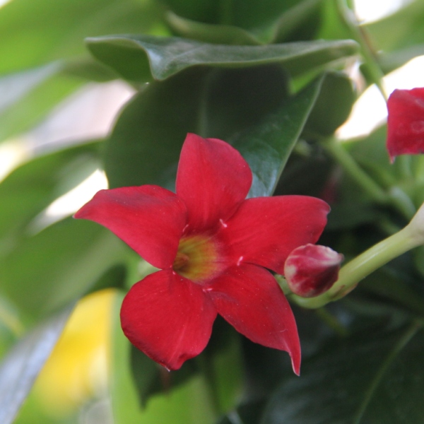 Rostliny - Mandevilla květináč 13cm