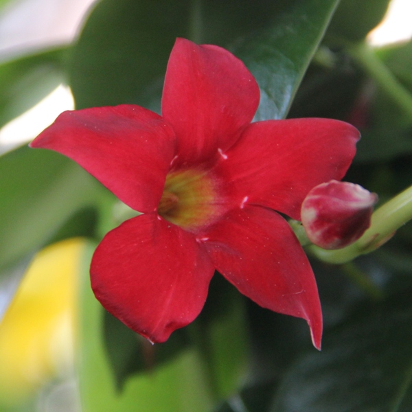 Rostliny - Mandevilla květináč 21cm