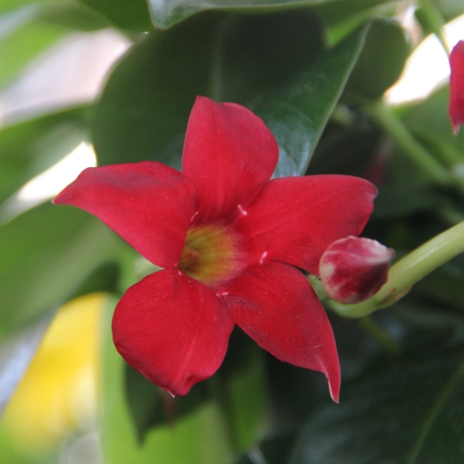 Rostliny - Mandevilla Sundaville květináč 17cm