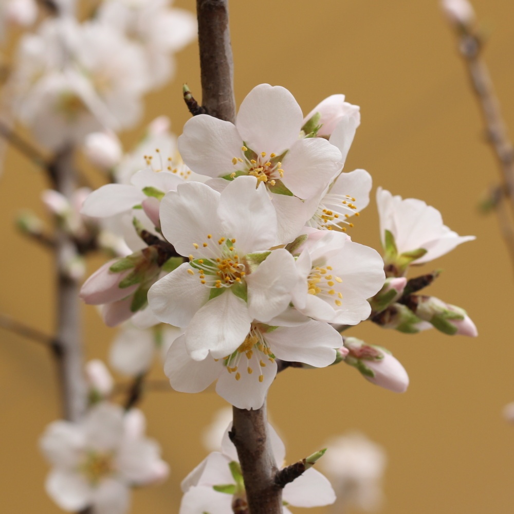 Mandloně - Mandloň ALL IN ONE kmínek 1/2, květináč 35 litrů