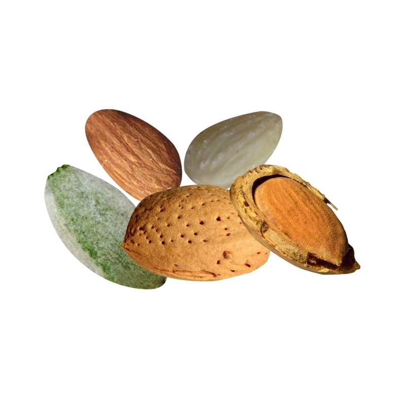 Mandloně - Mandloň balkonová, zákrsek, květináč 5 litrů