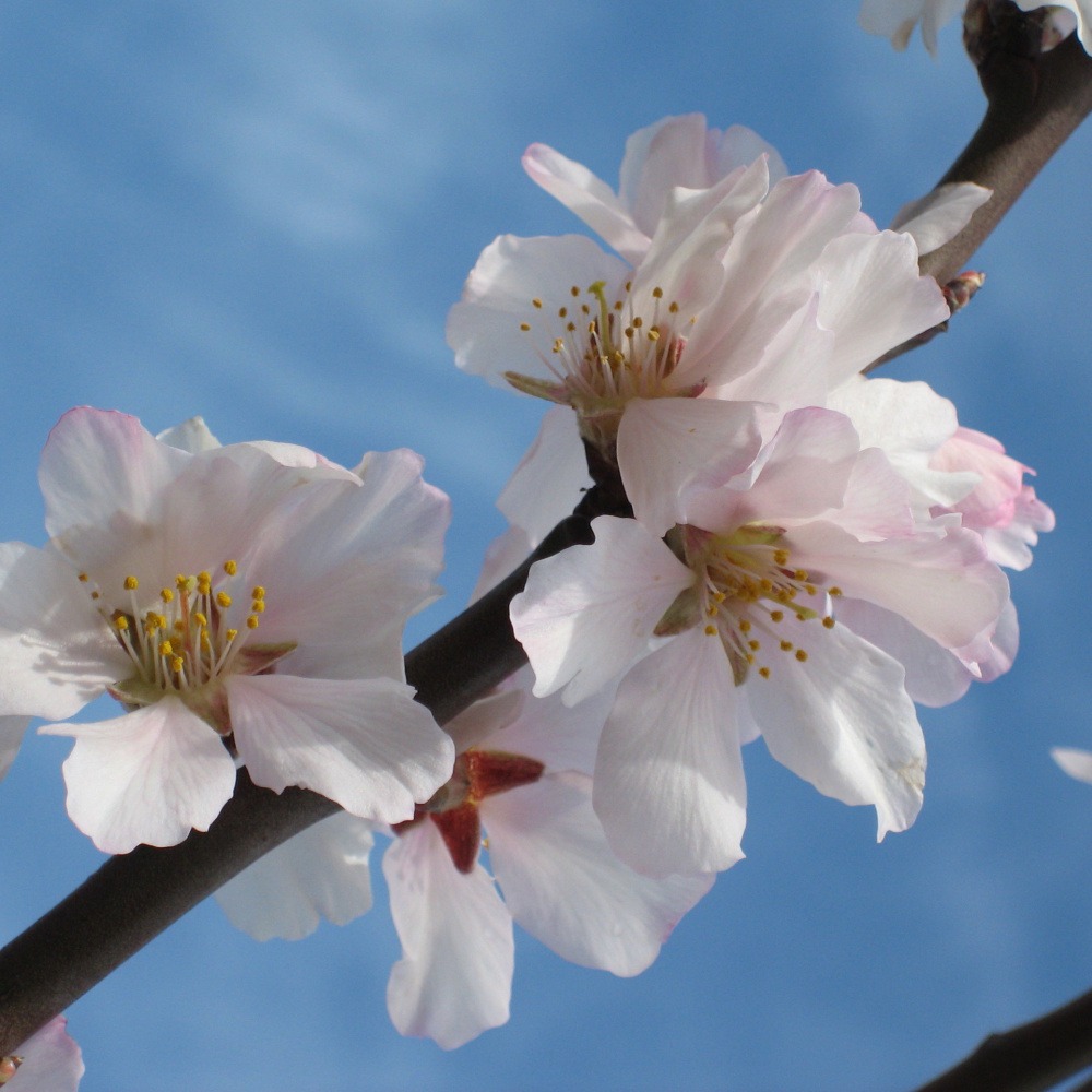 Soliterní stromy - Mandloň Dürkheimer Krachmandel výška kmene 225cm, zemní bal