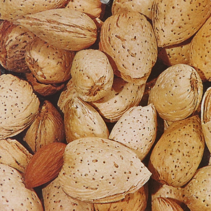 Mandloně - Mandloň květináč 10 litrů, polokmen, částečně samosprašná