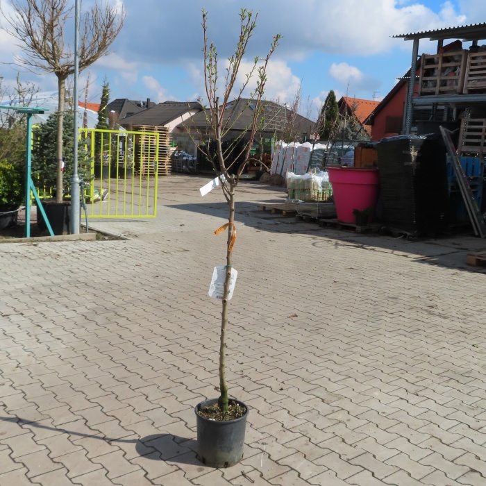Mandloň květináč 10 litrů, polokmen, částečně samosprašná-0