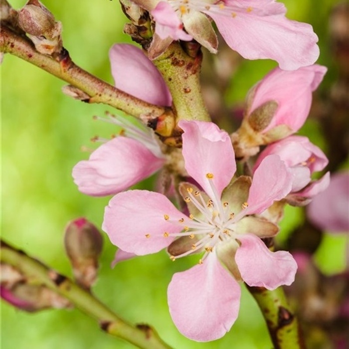 Rostliny - Mandloň nízká 'Fire Hill' výška 40/60cm, květináč 4 litry