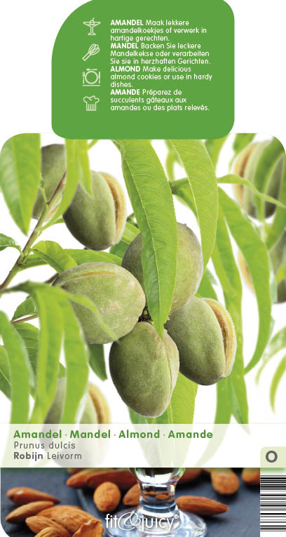 Mandloně - Mandloň obecná květináč 6 litrů, výška 150/175cm, stromek, částečně samosprašná