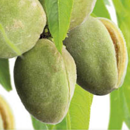 Mandloň obecná květináč 6 litrů, výška 150/175cm, stromek, částečně samosprašná-1