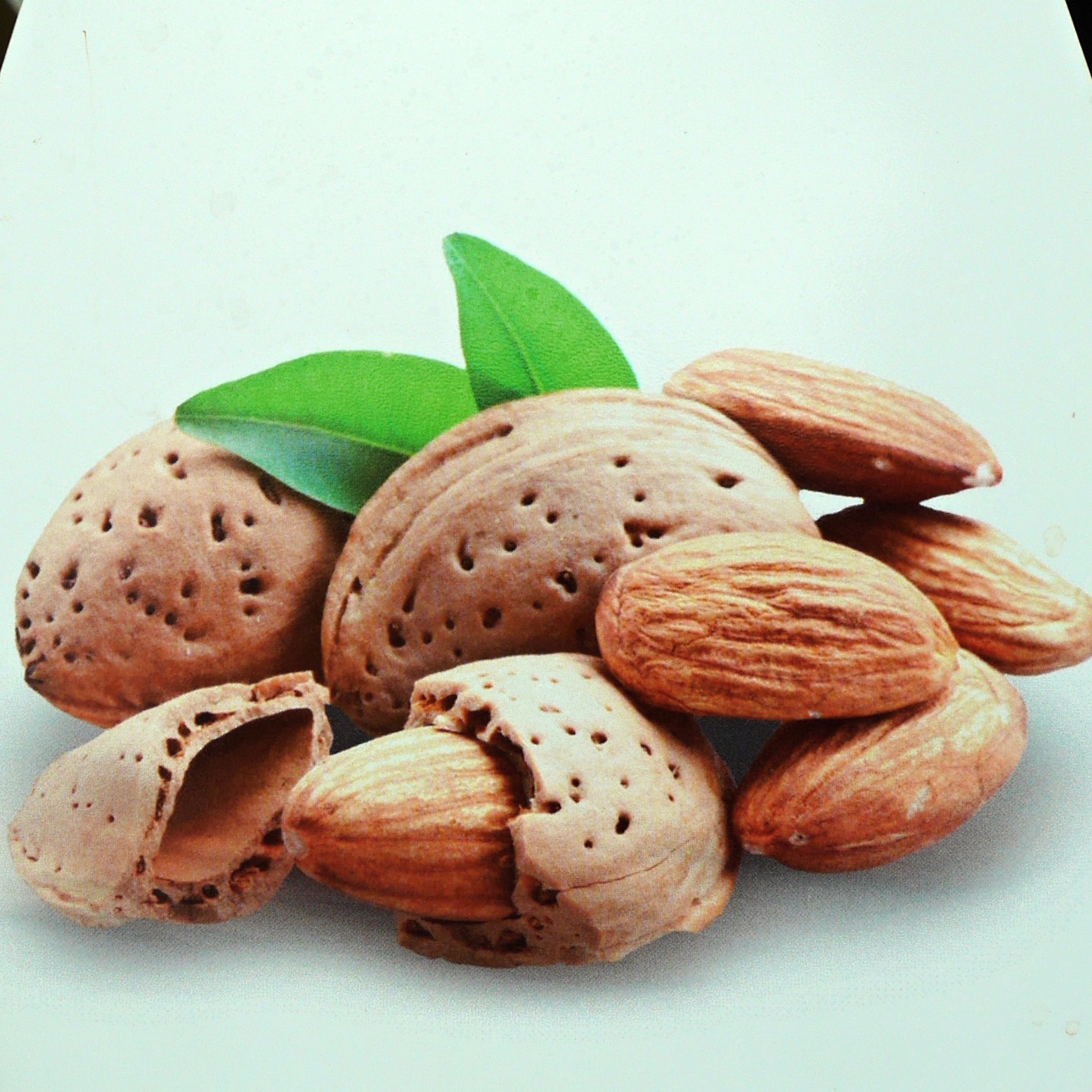 Mandloň obecná květináč 6 litrů, výška 150/175cm, stromek, částečně samosprašná-2