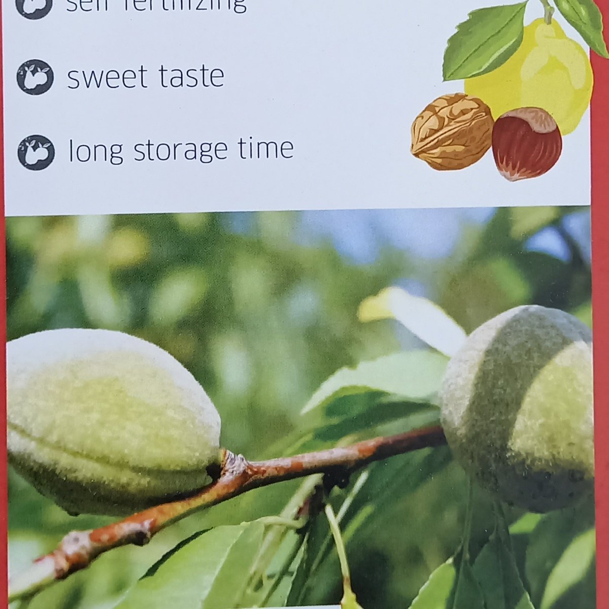 Rostliny - Mandloň Pfälzer Fruchtmandel květináč 10 litrů