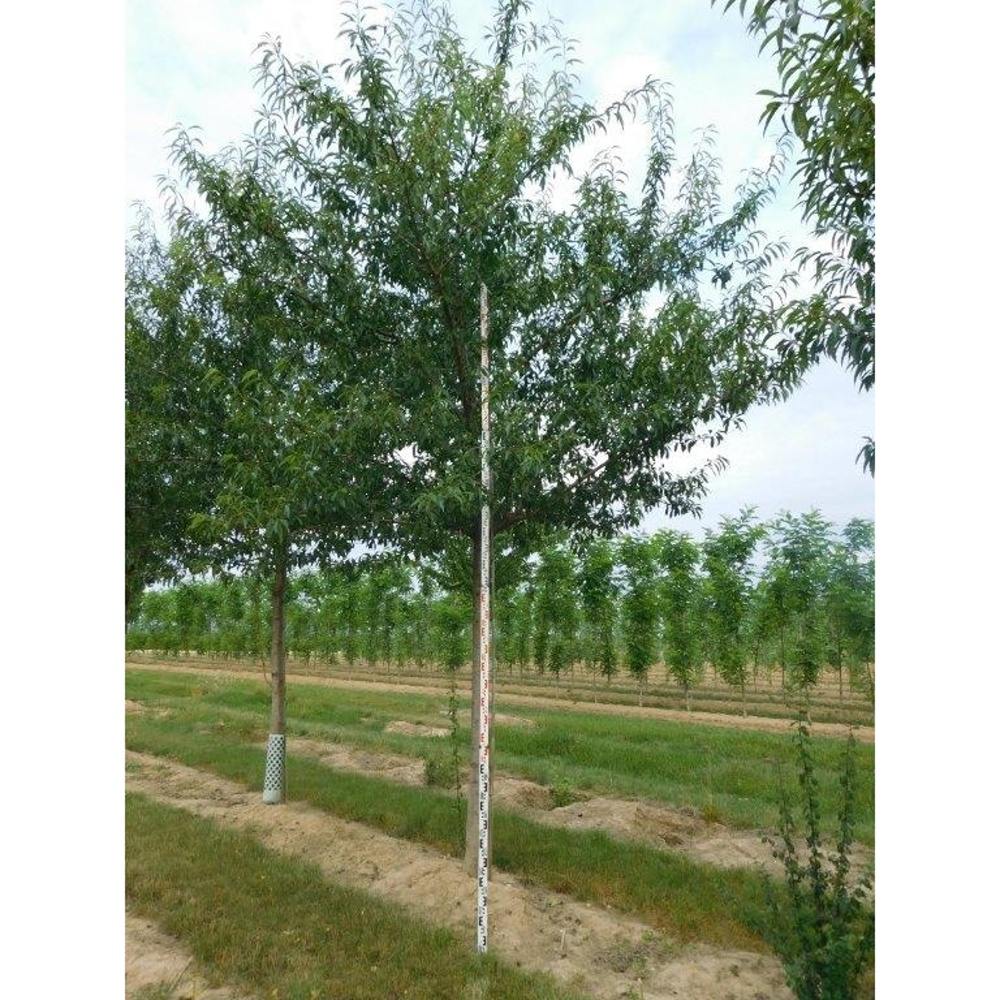 Soliterní stromy - Mandloň Rosea výška kmene 225cm, zemní bal