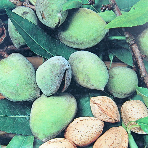 Mandloně - Mandloň 'Santa Caterina' květináč 9 litrů, polokmen, SAMOSPRAŠNÁ