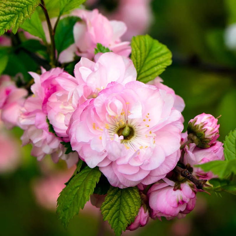 Listnaté stromky a stromy - Mandloň trojlaločná kmínek 80cm, květináč 5 litrů