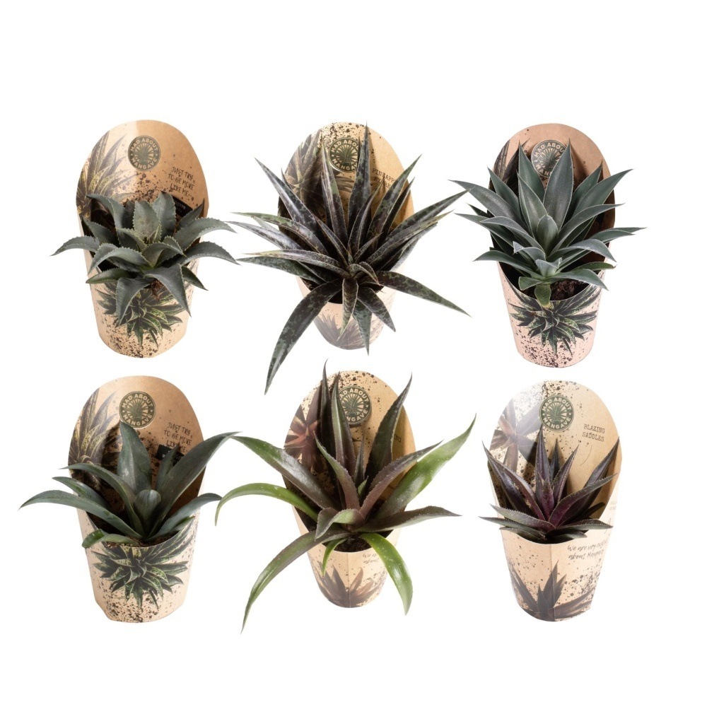 Nádobové květiny - Mangave mix květináč 13cm